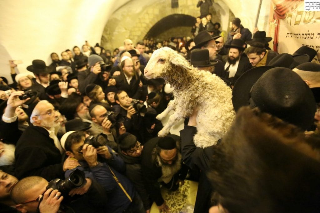 Redeeming of the firstborn donkey. (Courtesy Behadrey Haredim)