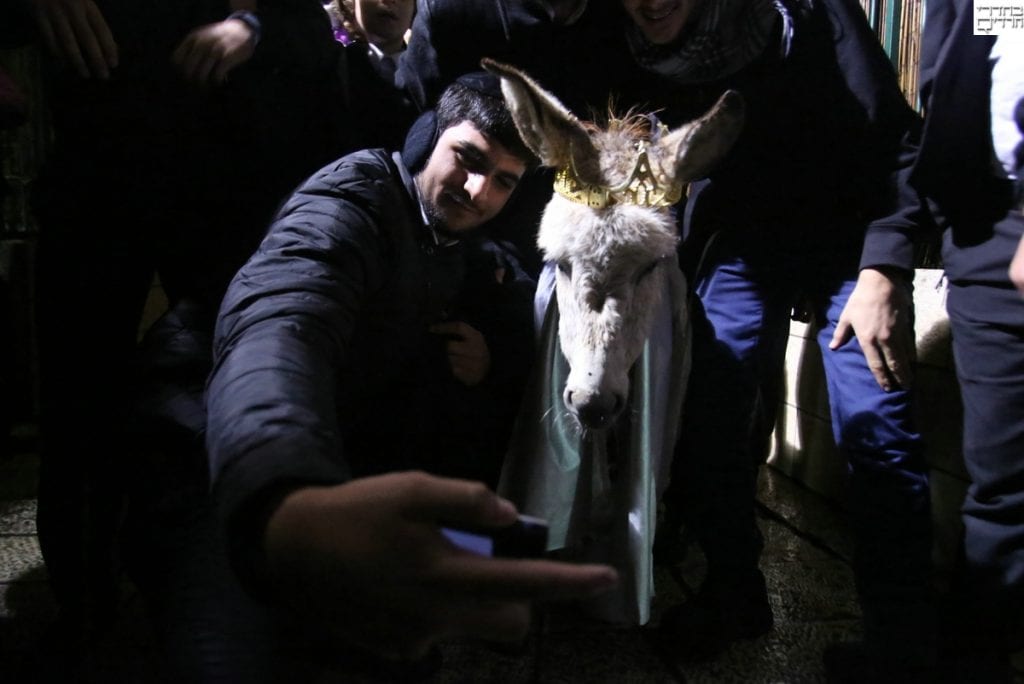 Redeeming of the firstborn donkey. (Courtesy Behadrey Haredim)
