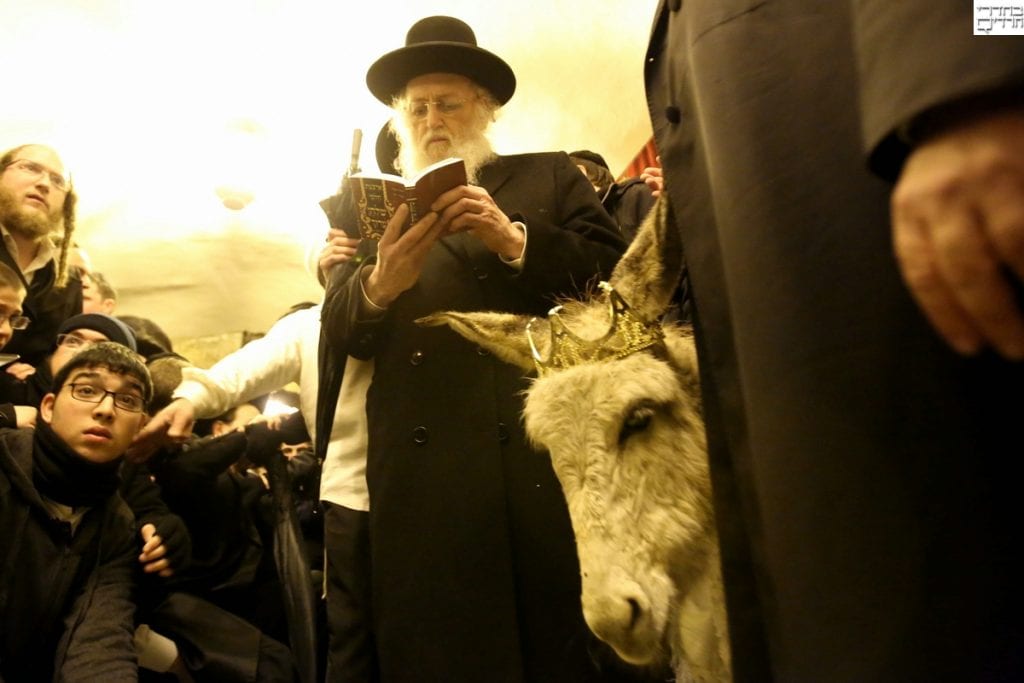 Redeeming of the firstborn donkey. (Courtesy Behadrey Haredim)