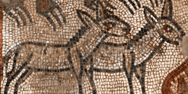Donkeys in Noah's ark mosaic from Huqoq Synagogue. (Photo: Jim Haberman/UNC Chapel Hill).
