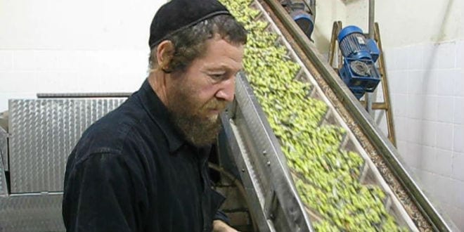 The olives are then loaded on the conveyor belt to be separated. (Photo: Galilee Green)