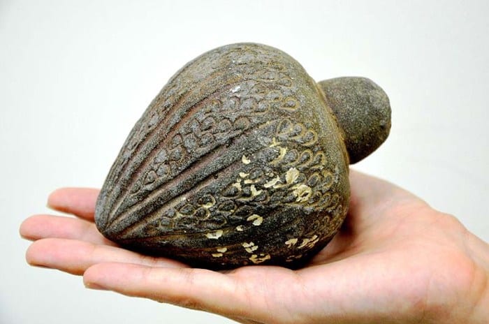 A hand grenade hundreds of years old found at sea. (Amir Gorzalczany, Israel Antiquities Authority.)