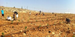 Israeli farmers planting trees. (Photo: Israel Trees)