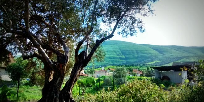 An olive tree in the thriving Galilee in northern Israel. (Photo: Galilee Green)