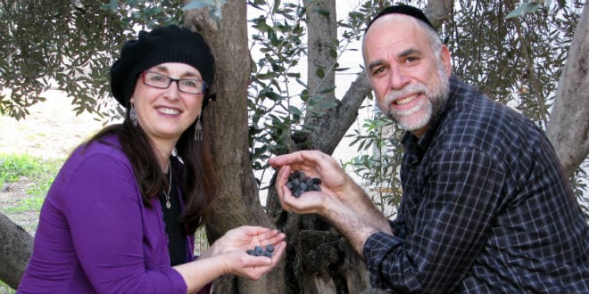 Rabbi Shmuel Veffer (R) and Nili Abrahams proudly display their rich olives. (Photo: Galilee Green)