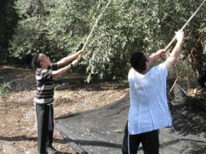 Harvesting fresh olives for olive oil in the Galilee. (Courtesy Galilee Green)