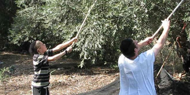The first step of the ancient art of pressing oil is to rake the trees of the olives and gather them together. (Photo: Galilee Green)