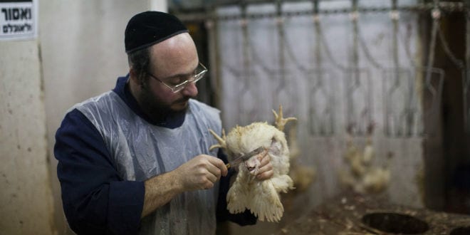 An Ultra Orthodox Jewish man slaughter a chicken in a slaughterhouse as Ultra-Orthodox Jews perform the Kaparot ceremony on September 9, 2013 in Jerusalem, Israel. (Photo: Yonatan Sindel/Flash90)