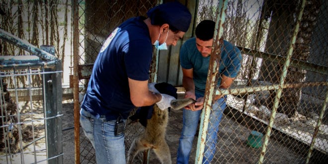 An international team of veterinarians visit the zoo in Khan Younis, southern Gaza Strip on June 10, 2016. (Abed Rahim Khatib/ Flash90)